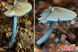 中外科研人员云南发现“蓝瘦香菇”家族新成员(图)图片