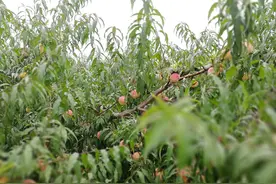 即墨龙泉金秋蜜桃成熟 千亩桃林硕果累累图片