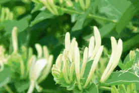 封丘县自费产前筛查和新生儿疾病筛查 报销程序图片