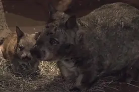 苦等八个月 袋熊幼崽终于露面（视频）图片