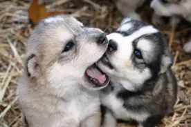 被动物舔了伤口 也要注射狂犬病疫苗图片