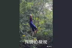 城事｜马山第十一届中国黑山羊之乡文化旅游美食节将于11月4日开幕！图片