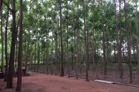 95岁老教授的植物园：15年来木已成林，如今要另找归宿图片