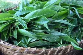 拼配茶和纯料茶，到底哪种好？图片