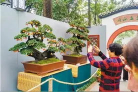中国盆景五大流派齐聚成都 200余盆精品盆景免费展出图片