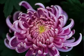 草木言情丨采菊东篱下，悠然见南山图片