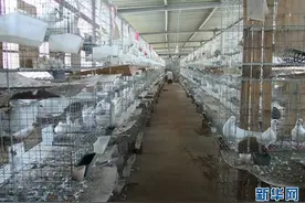 海西“鸽子王”张利解：肉鸽养殖叩开致富门图片