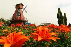 「活动」漫游香水百合花海，小布送票200张！图片