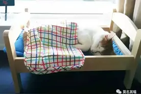 宜家即将推出首个宠物系列家居用品，看看有没有你想买的？图片