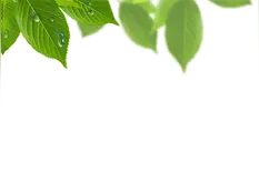 「技能科普」猪丹毒病及防治方法图片