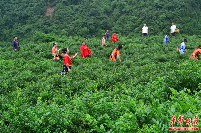 张家界土家贡莓茶：昔日土家祖传药茶 今日脱贫致富法宝