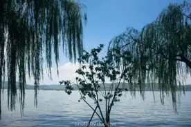 来了不想走，再次邂逅杭州｜西子湖畔柳浪垂涛，南山路悠闲时光，宋城穿越古今，杭城寻觅美食图片