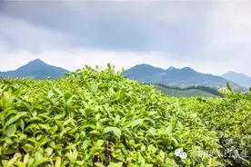 斯里兰卡红茶全攻略！图片