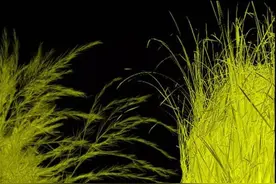 “种草”、“拔草”与想象的体验图片