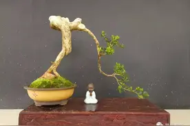 家有黄杨，喜气洋洋图片