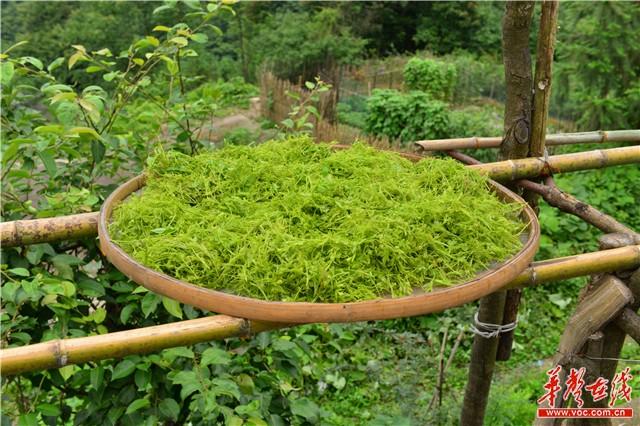 张家界土家贡莓茶：昔日土家祖传药茶 今日脱贫致富法宝