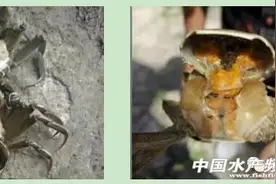 想把一只螃蟹卖出205元的天价吗？这里有秘笈！图片