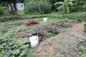 香港地产商推“汽车劏房” “以车为家”隐患多图片