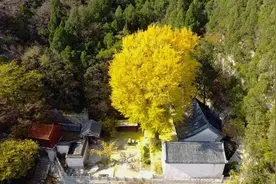 一起去感受章丘锦屏山古柏银杏的秋波情图片
