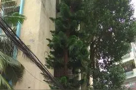 遮挡采光滋生蚊虫 海口部分小区树木过高过密 业主苦恼图片