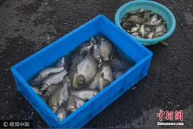 台媒：研究发现冷冻鱼不比新鲜鱼差 口感营养一样图片