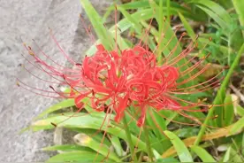 室内养花遇到害虫怎么处理？快来看看吧~图片