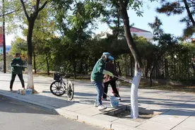 招远3.6万棵行道树“穿上长筒袜”图片