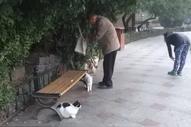 爱心接力 郑州这群流浪猫有了家的温暖图片