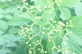 农村这种草竟是解毒神药！对风湿、头痛、尿血、蛇伤也有奇特功效！视频封面