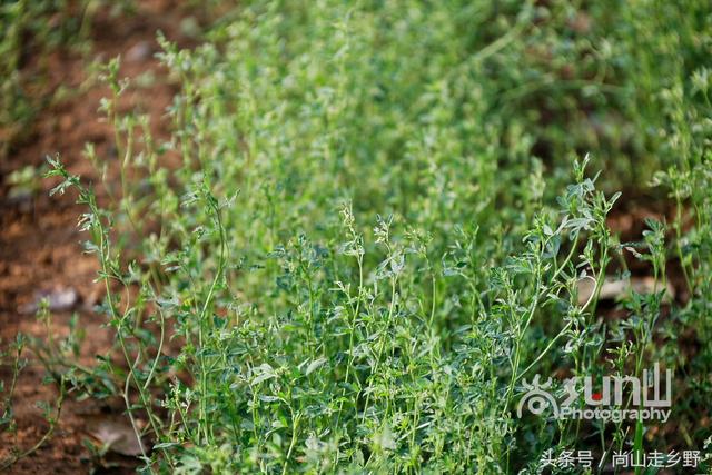 这种饲料植物营养丰富含人体全部必需氨基酸,人吃可延缓衰老?