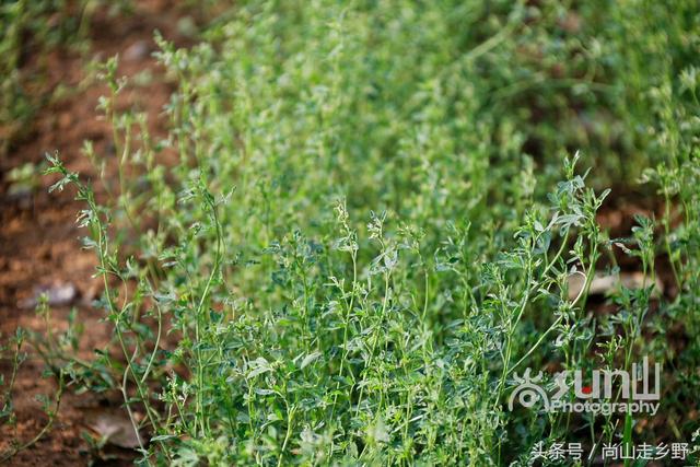 这种饲料植物营养丰富含人体全部必需氨基酸，人吃可延缓衰老？