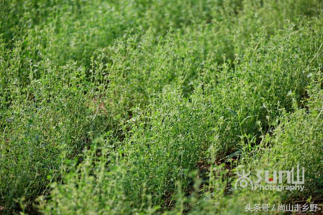这种饲料植物营养丰富含人体全部必需氨基酸,人吃可延缓衰老?