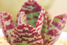 一个小妙招，让掉光叶子的多肉植物再次爆盆