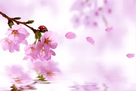 竹笛一曲《桃花诺》凄美感伤，引原唱者点赞力荐图片
