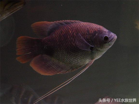 它凭什么叫"招财鱼"?因为这三个原因!