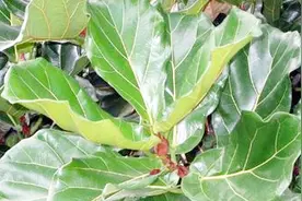 室内高逼格盆栽，琴叶榕换盆换土，真的很简单视频封面