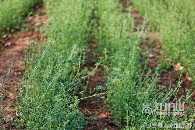 这种饲料植物营养丰富含人体全部必需氨基酸,人吃可延缓衰老?