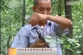 养殖科技192：金蝉，蝉卵的采集方法