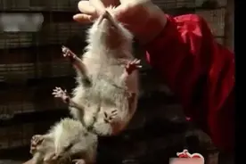 养殖科技233：刺猬，捉刺猬的点穴神功，笼养设施