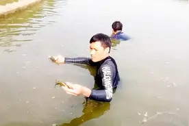 高手徒手抓黄骨鱼，黄辣丁都躲在死贝壳里了！