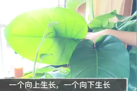 只要换一个姿势，绿萝叶子想大就大、想小就小！视频封面