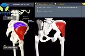 3D动画课堂｜走路骨盆左右摆动，髋关节容易出现疼痛，可能与臀中肌无力有关视频封面