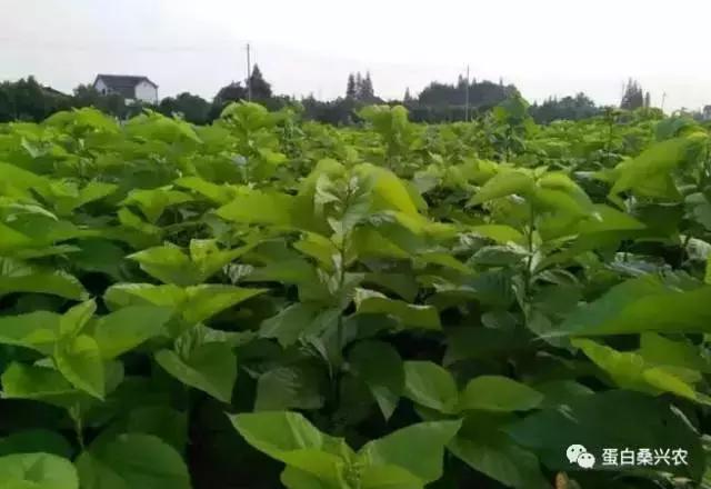高蛋白饲料桑：桑叶作畜牧饲料研究初报