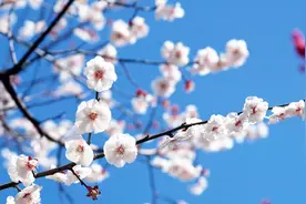 谁是我知音，谁解我情怀