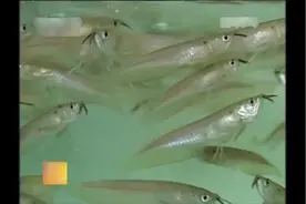 养殖科技316：银龙鱼，幼鱼饲养方法视频封面