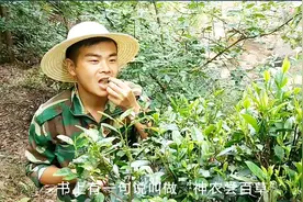 为什么医生会说吃完药后不能马上喝茶，秘密原来在这里视频封面