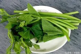 南瓜尖味甘苦，性微寒，无毒 是夏季清热解毒的一道好菜！不仅简单易做、且药用价值极高图片