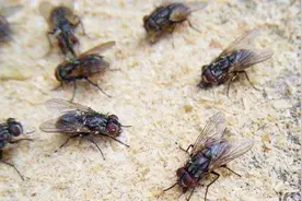 自制捕苍蝇神器，不花一分钱，苍蝇一个都跑不掉视频封面