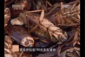 养殖科技402：美国蟑螂，喂养方法，小强出来吃饭了