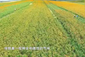 中药红花的采摘与收成 本草中药